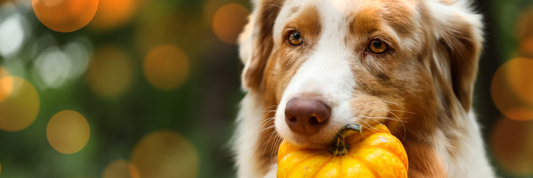 Shedding Season or Something More? How to Tell If Your Pet Has Fall Sensitivities